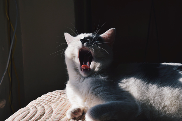 Cat Yawning