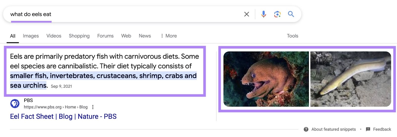 Google SERP for nan connection "what do eels eat" triggering a paragraph snippet connected pinch applicable images.