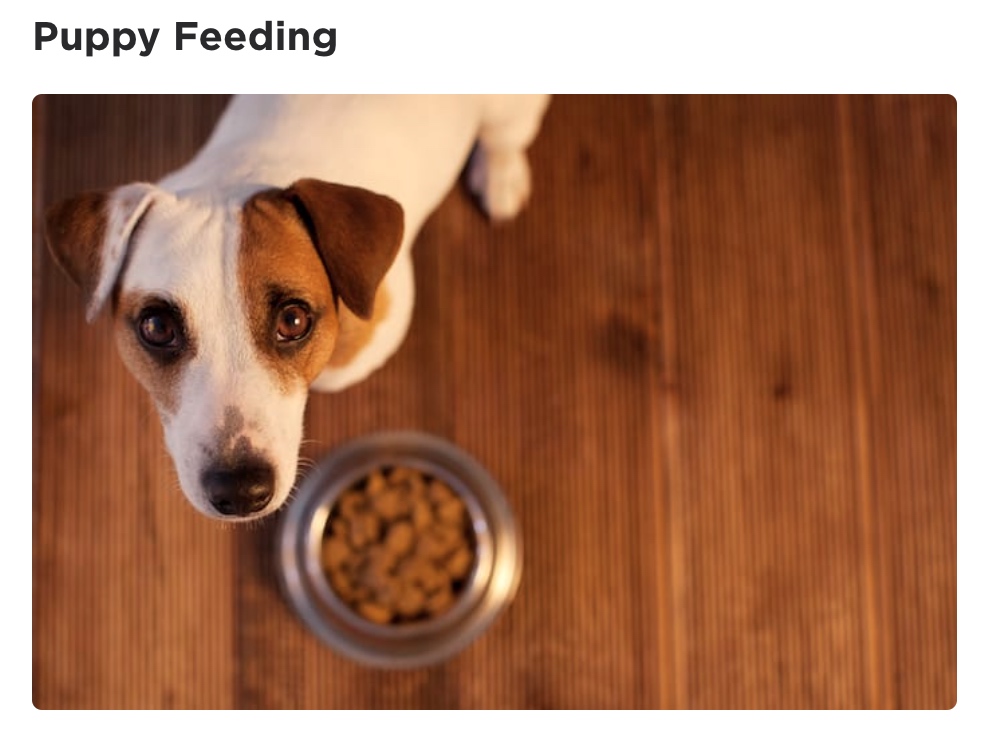 A photo of a puppy with a food bowl under "Puppy Feeding" section of Petcube's Puppy Care Guide