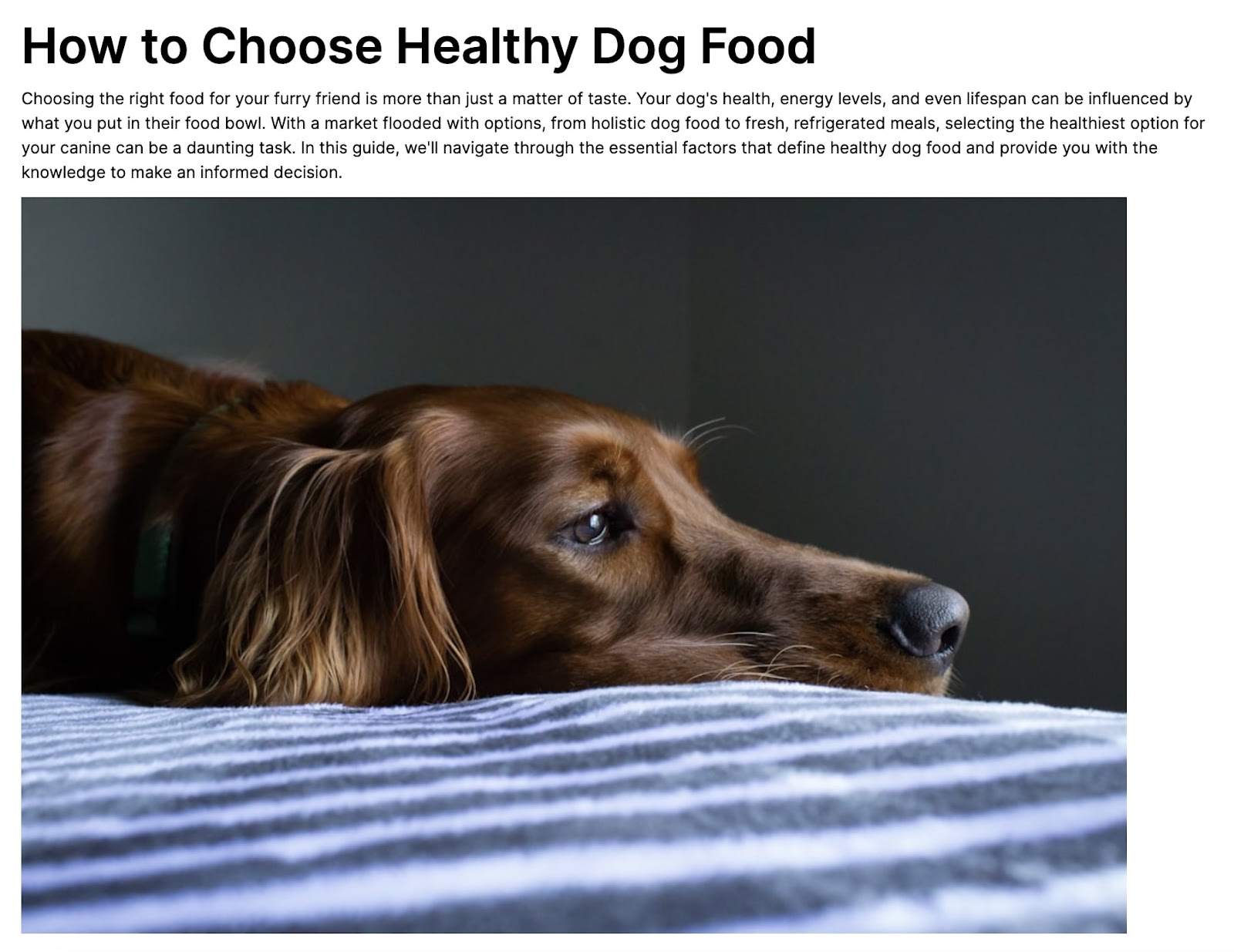 AI-generated How to Choose Healthy Dog Food article with chocolate labrador using Content Shake AI