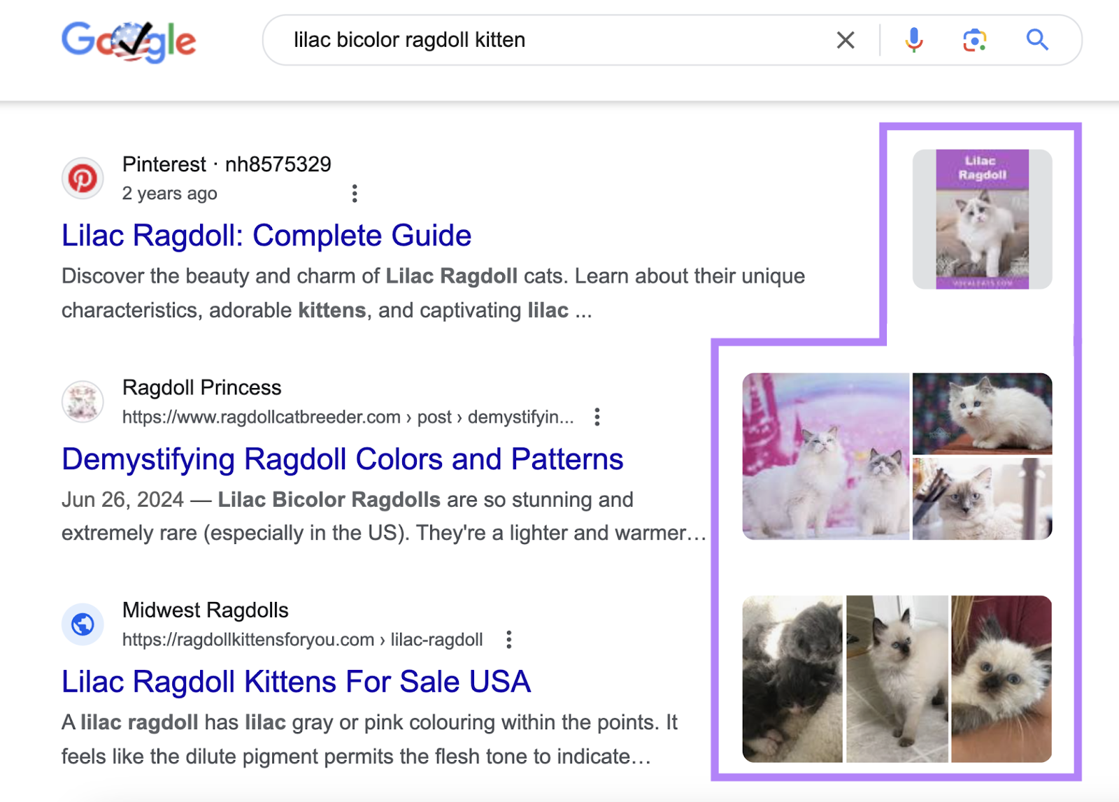 images appear alongside results when searching for lilac bicolor ragdoll kitten