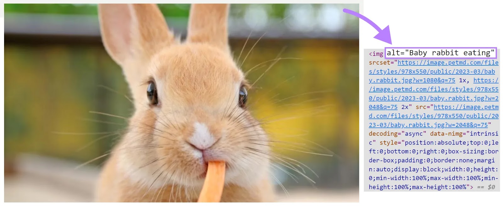 An image of a rabbit eating a carrot (left) and an alt text shown in HTML (right)