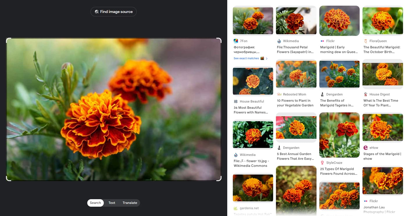 An image of a flower uploaded to the search bar (left) with results (right)