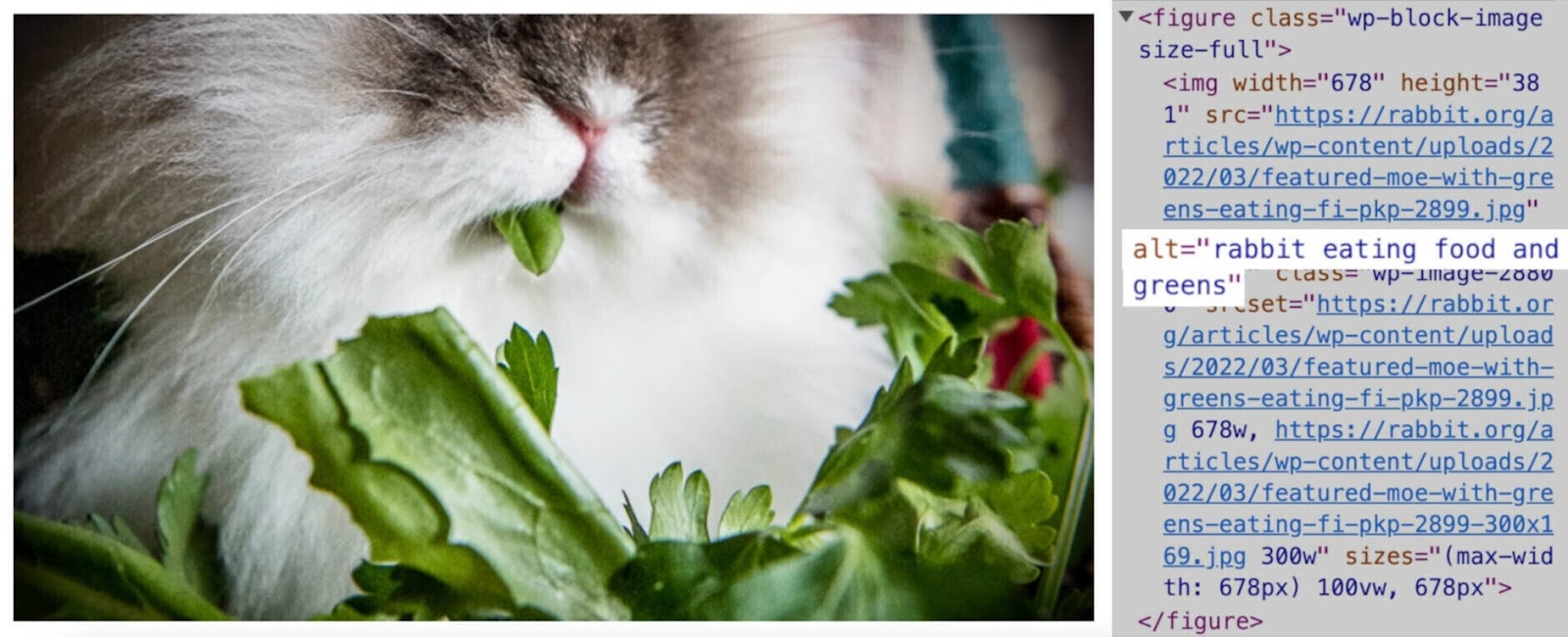 An image with alt text "rabbit eating food and greens"