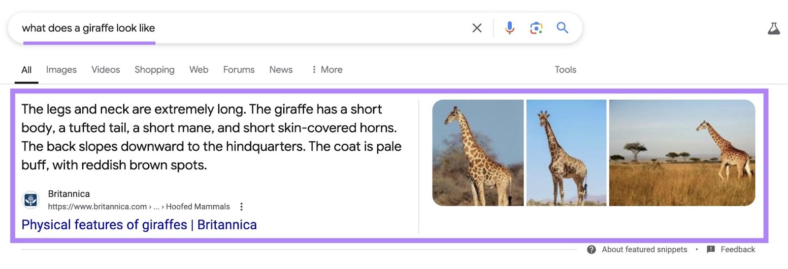 Google SERP for nan connection "what does a giraffe look like" pinch nan featured snippet highlighted.