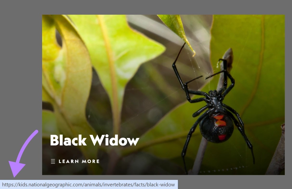HTML link code added to an image of a black widow on the National Geographic Kids