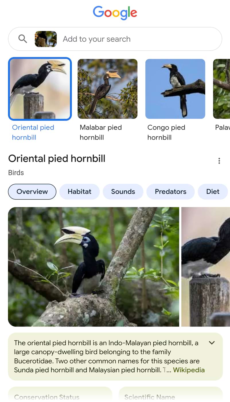 Google's results for oriental pied hornbill animal, including images