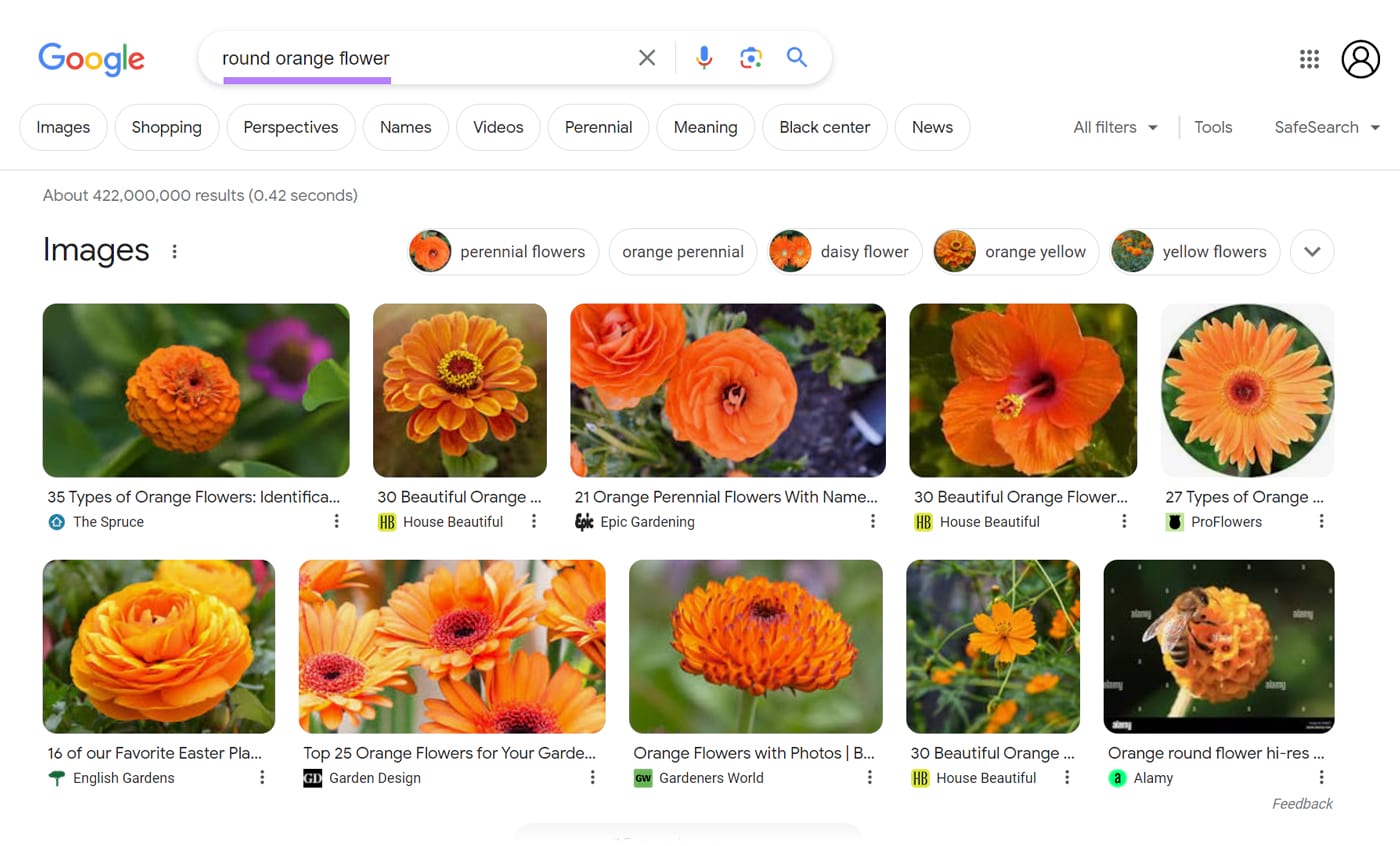Images results for "round orangish  flower"