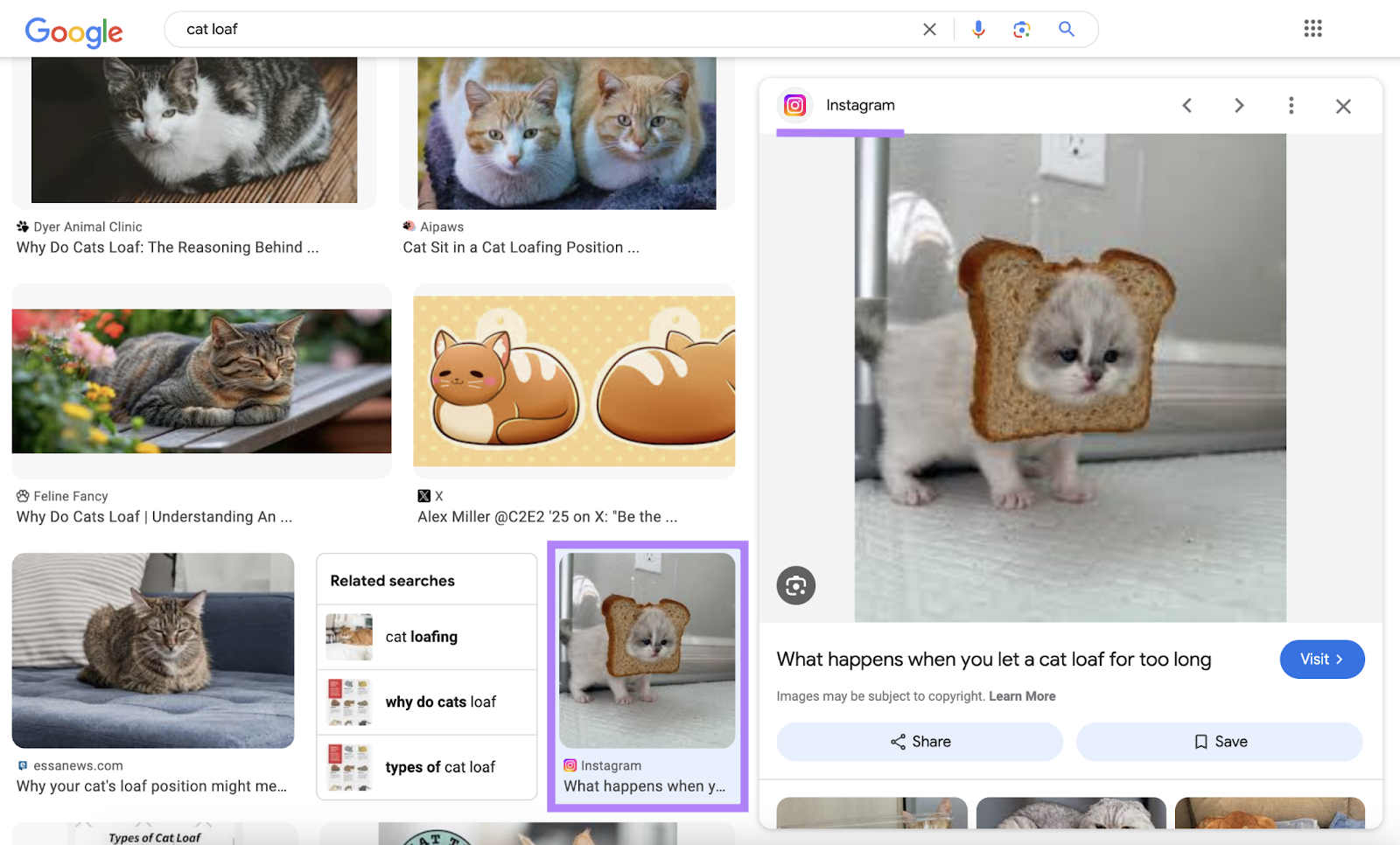 Instagram post of a cat with a piece of bread on its head appears in Google Image results for "cat loaf."