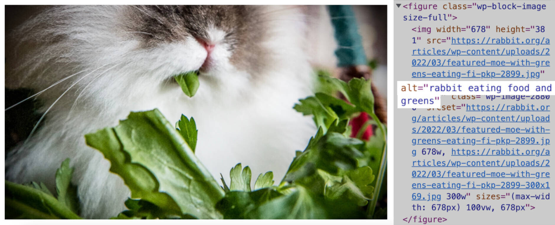 alt text example for an image of a rabbit eating food and greens