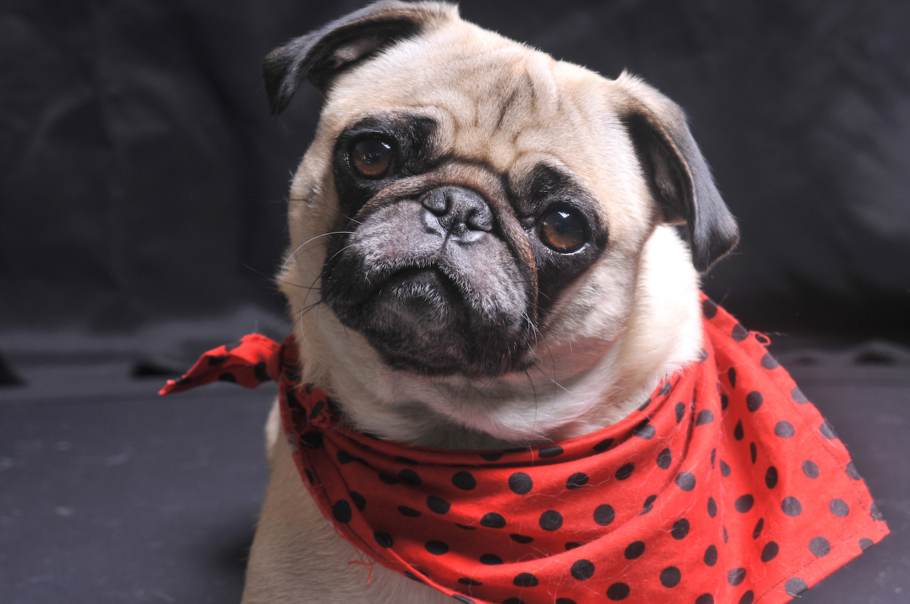 Mops mit rotem Halstuch