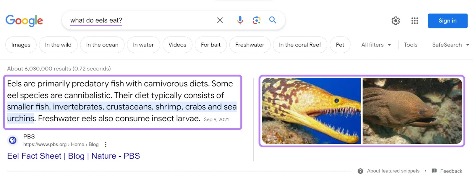 A featured snippet on Google's SERP for "what do eels eat" query
