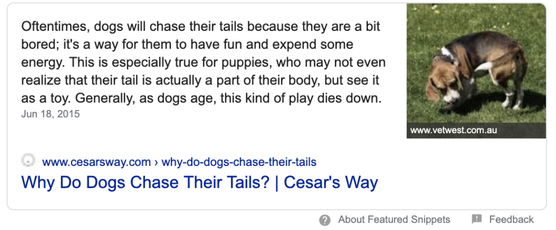 Why do dogs chase their tails