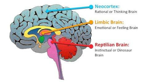 tres-partes-do-cerebro-gatilhos-mentais