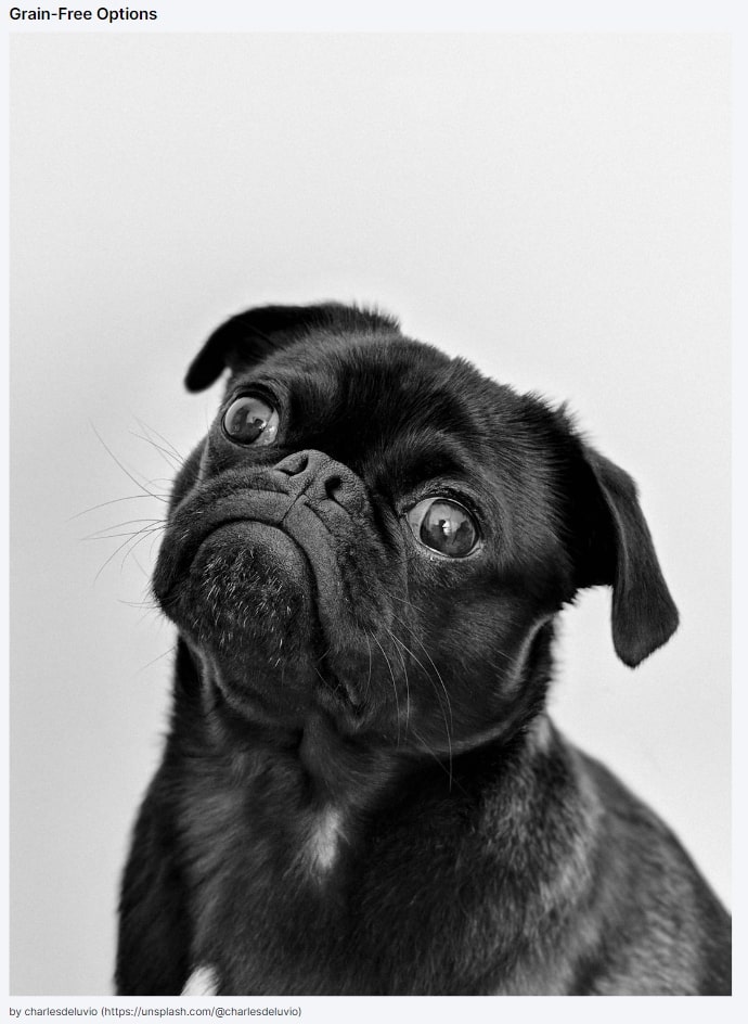 Free stock image example of a black pug in the Semrush Content Shake AI tool