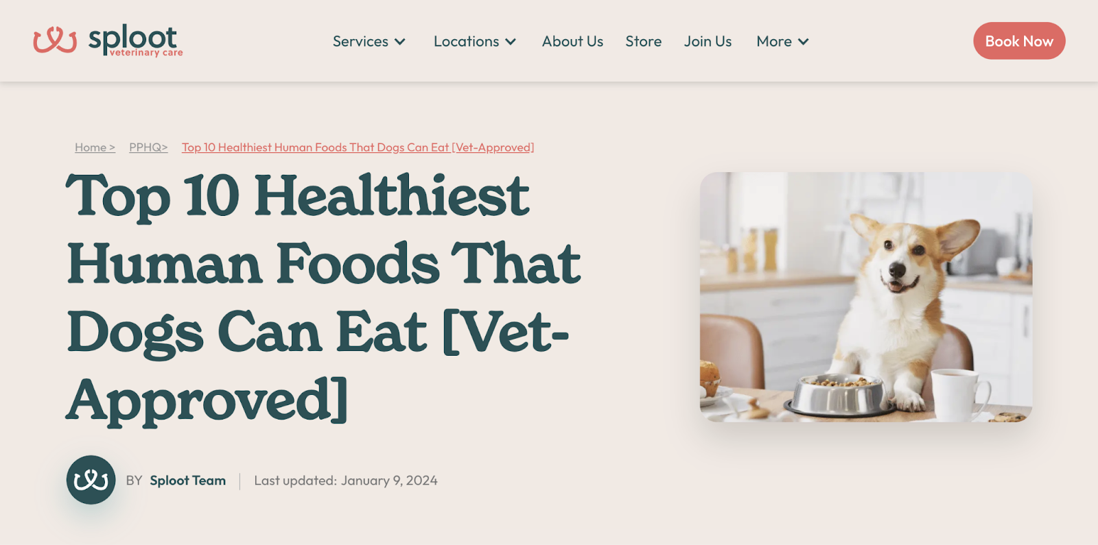 blog hero section about top 10 healthliest human foods that dogs can eat (vet-approved)