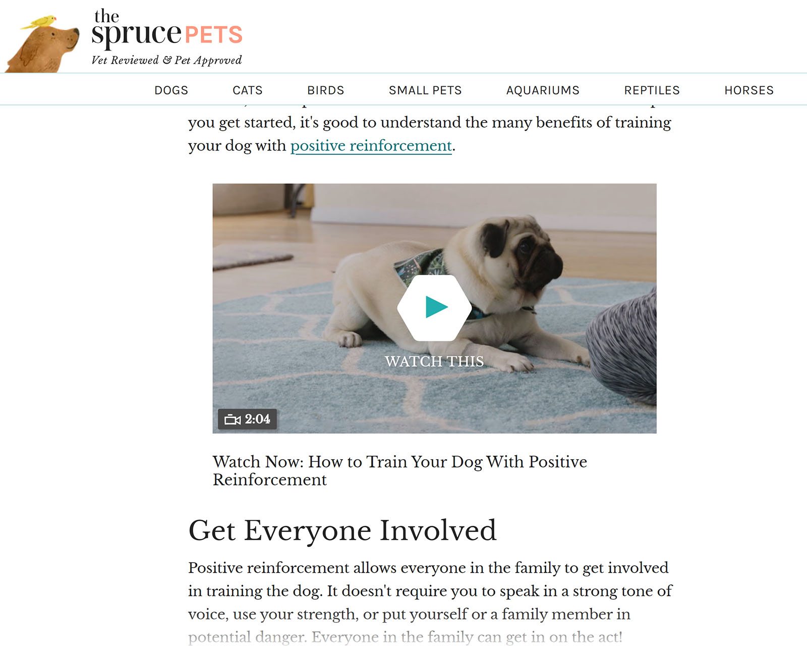 Blog station  by The Spruce Pets with Video successful  content