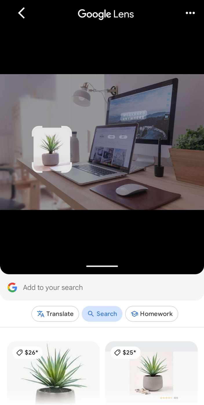 An image of a work desk uploaded to the Google Lens with plant on the desk isolated, showing results for the plant below