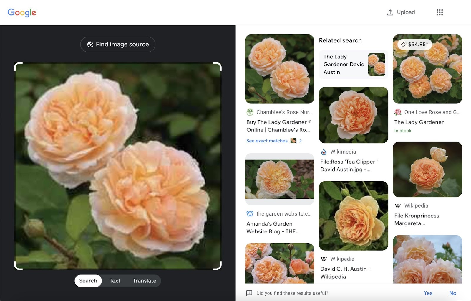Google Lens image search shows similar looking apricot roses