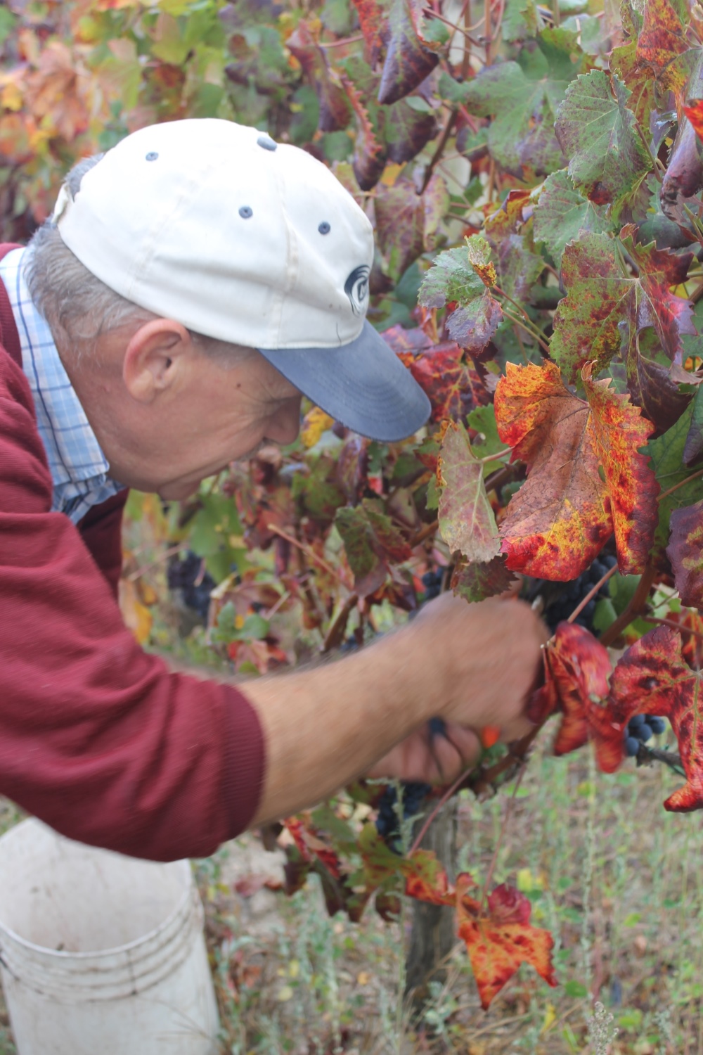 Local Marketing: raccontare la vendemmia