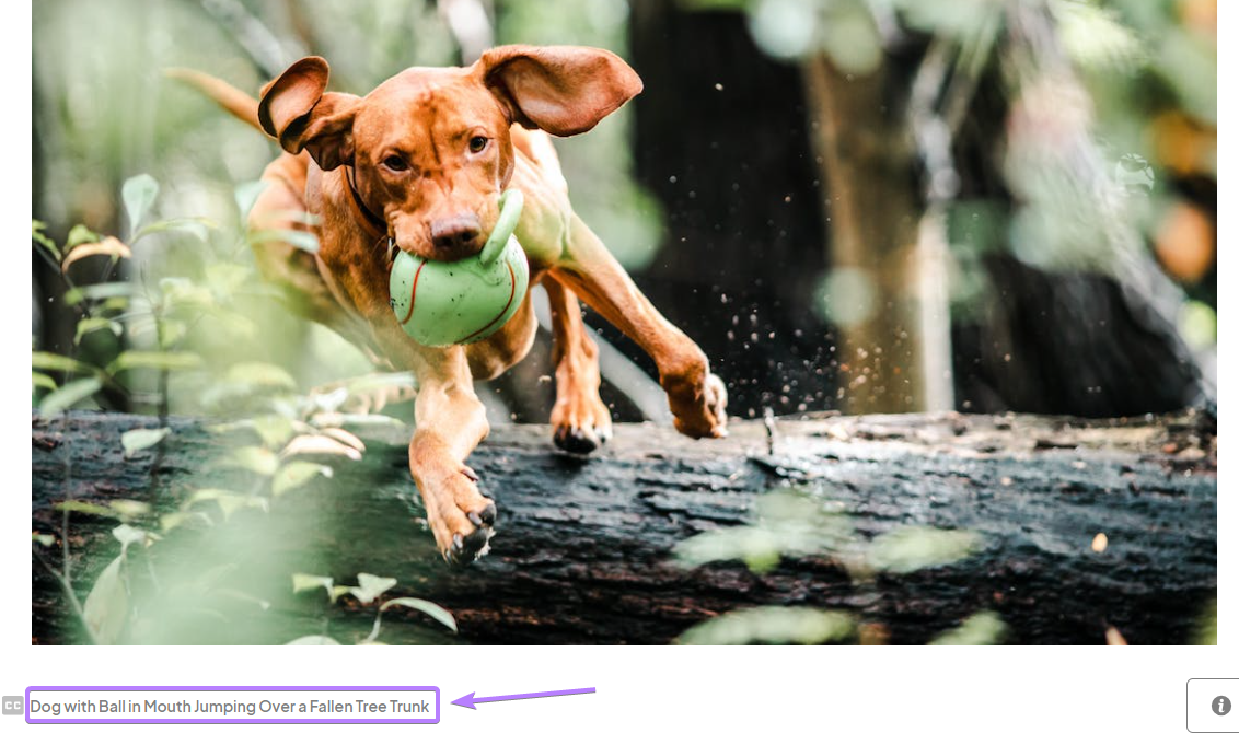 Pexels's dog stock image