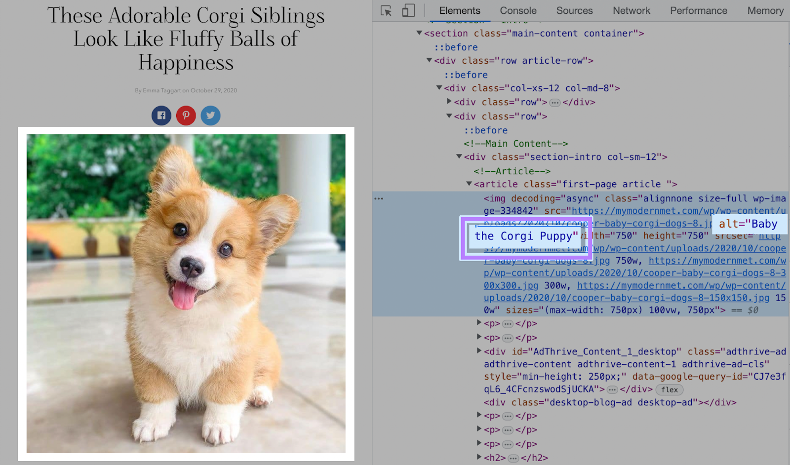 Corgi puppy image has alt text 