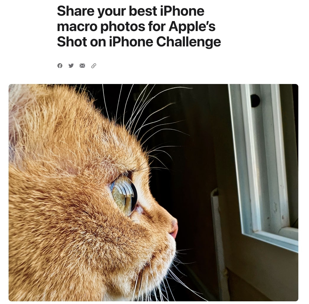 "Share your best iPhone macro photos for Apple’s Shot on iPhone Challenge" title