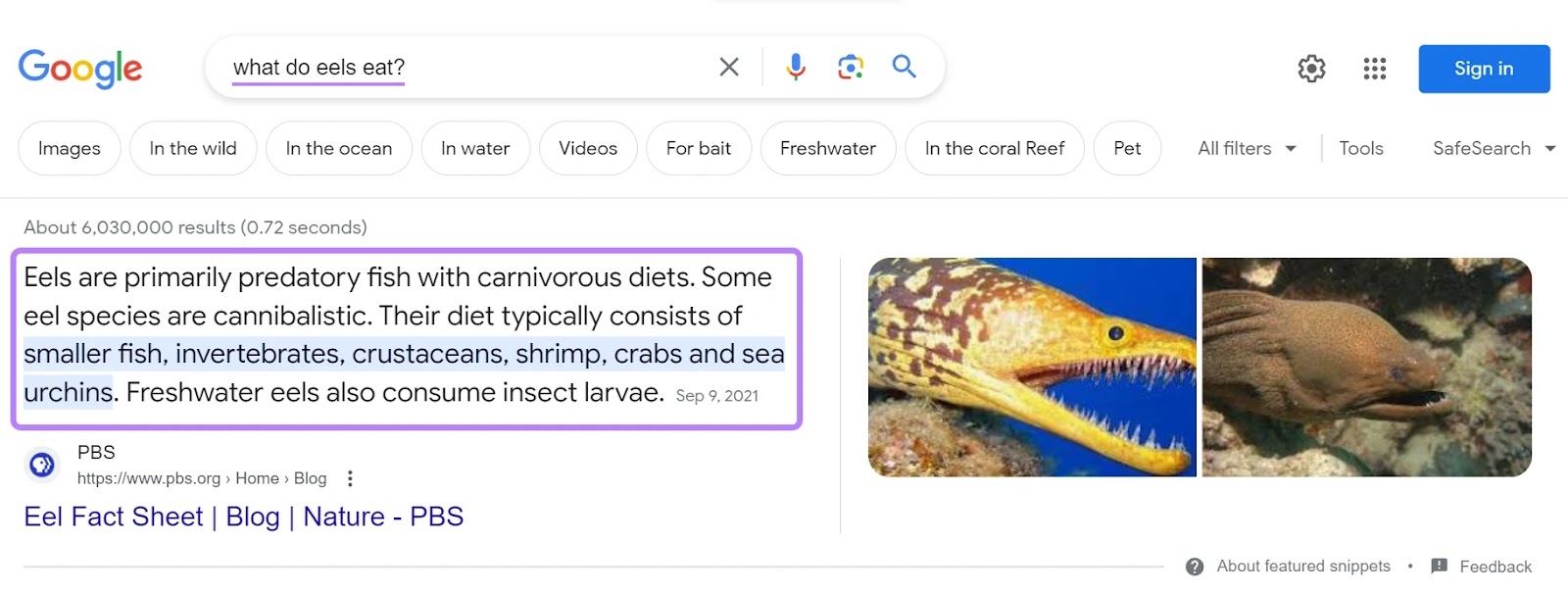 A featured snippet paragraph highlighted for "what do eels eat?" query
