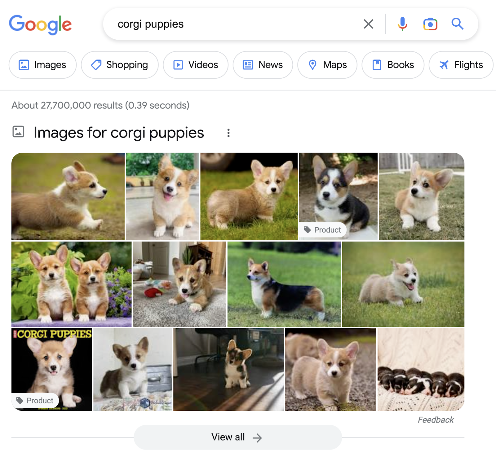 Google search results for "corgi puppies." There are multiple photos of corgi puppies at the top.