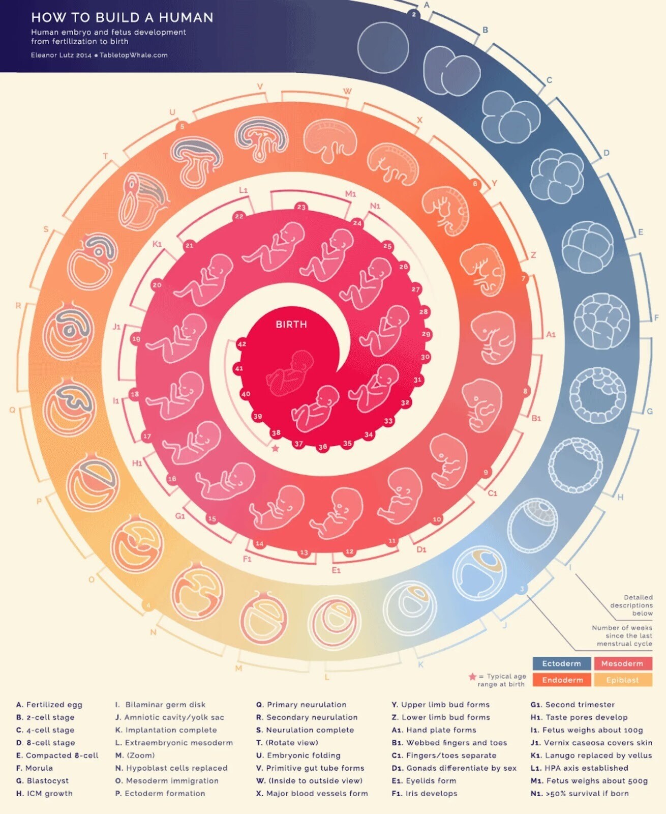 Infographie de Tabletop Whale montrant le développement d'un embryon humain