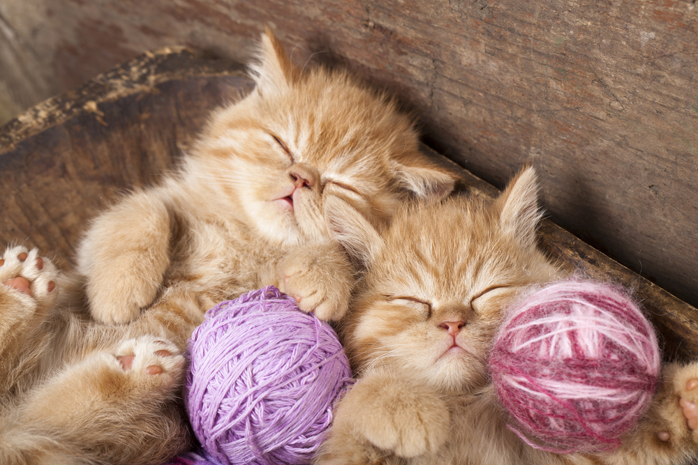 two ginger kittens sleeping with pink and purple balls of yarn