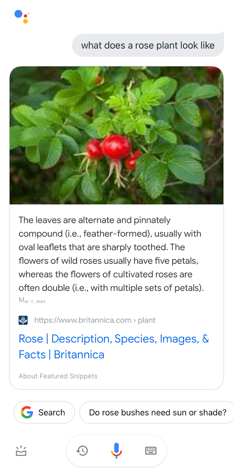 featured snippet with images in Google Assistant for "what does a rose plant look like"
