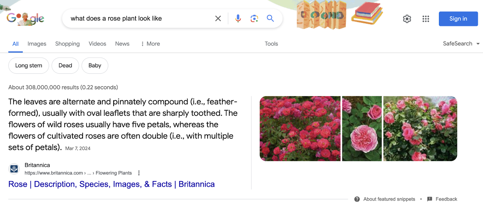 featured snippet with images in google serp for "what does a rose plant look like"
