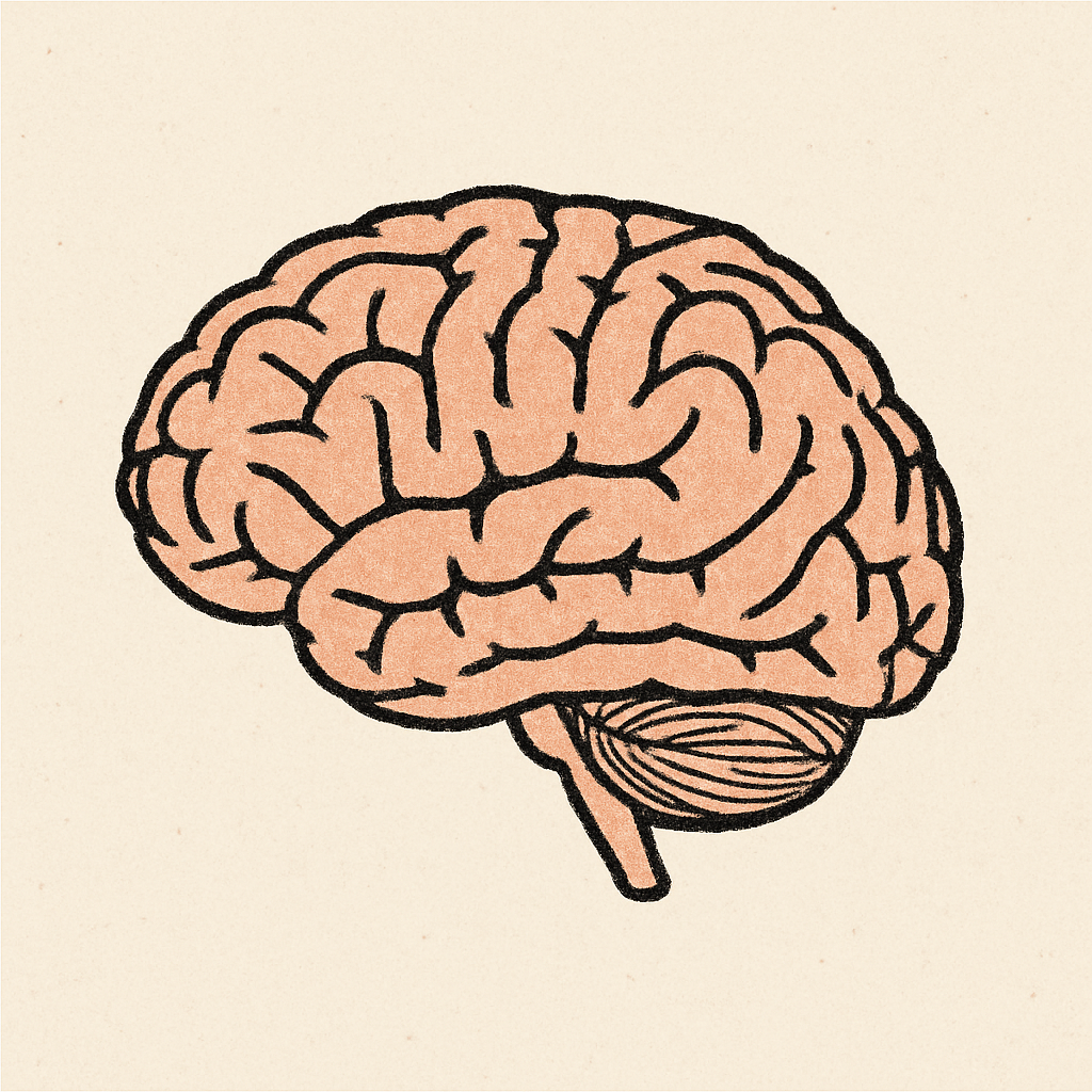 Brain illustration