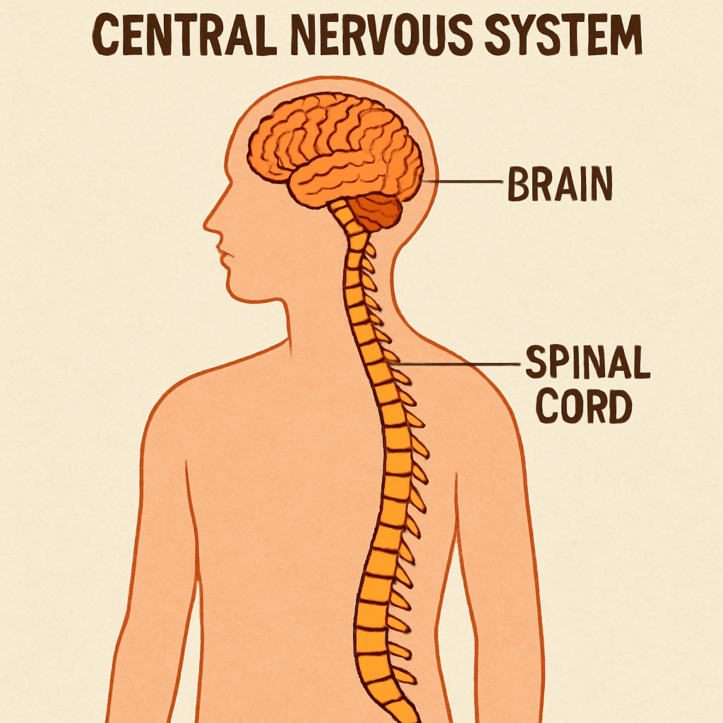 Central Nervous System Diagram