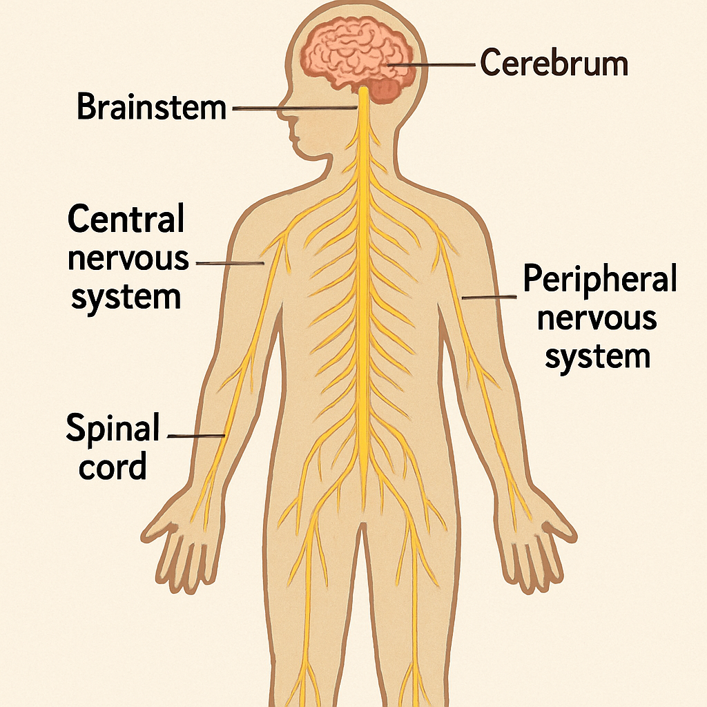 Nervous System Overview Diagram