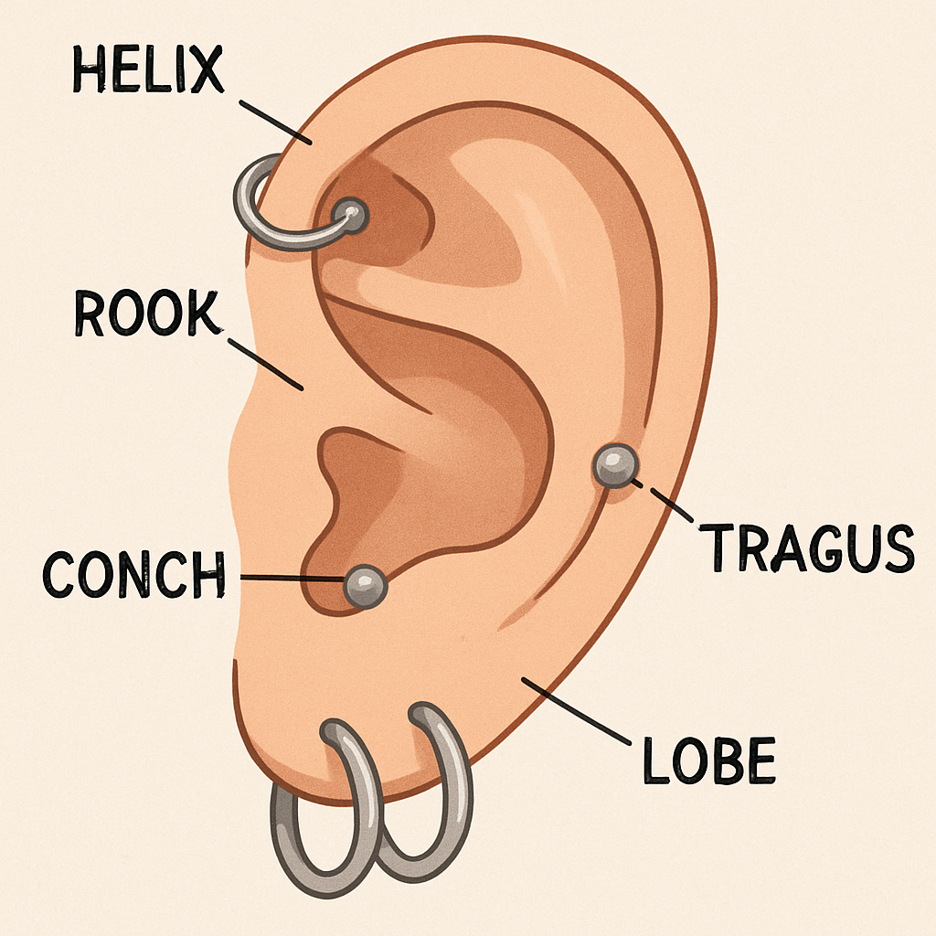 Illustration of ear with different piercing types