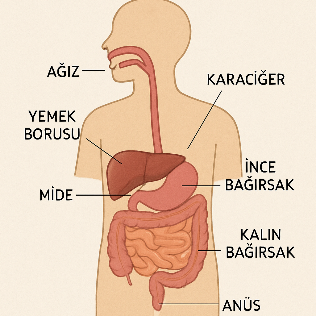 sindirim sistemi