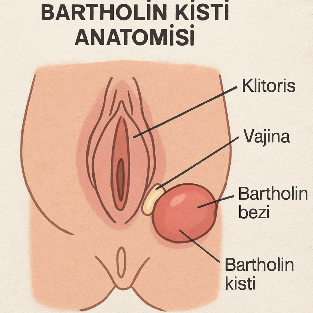 Bartholin kisti anatomisi