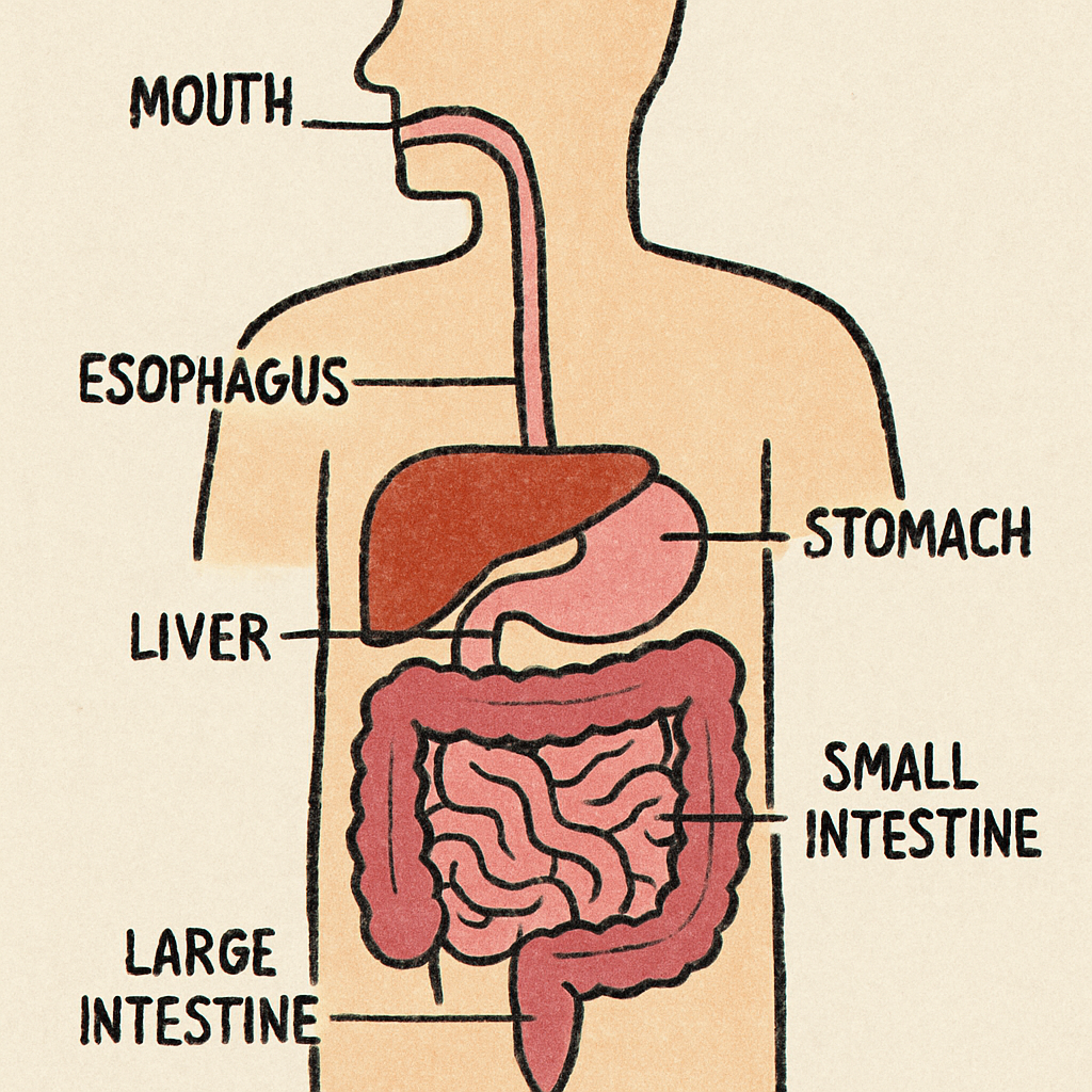Sindirim sistemi illustrasyonu
