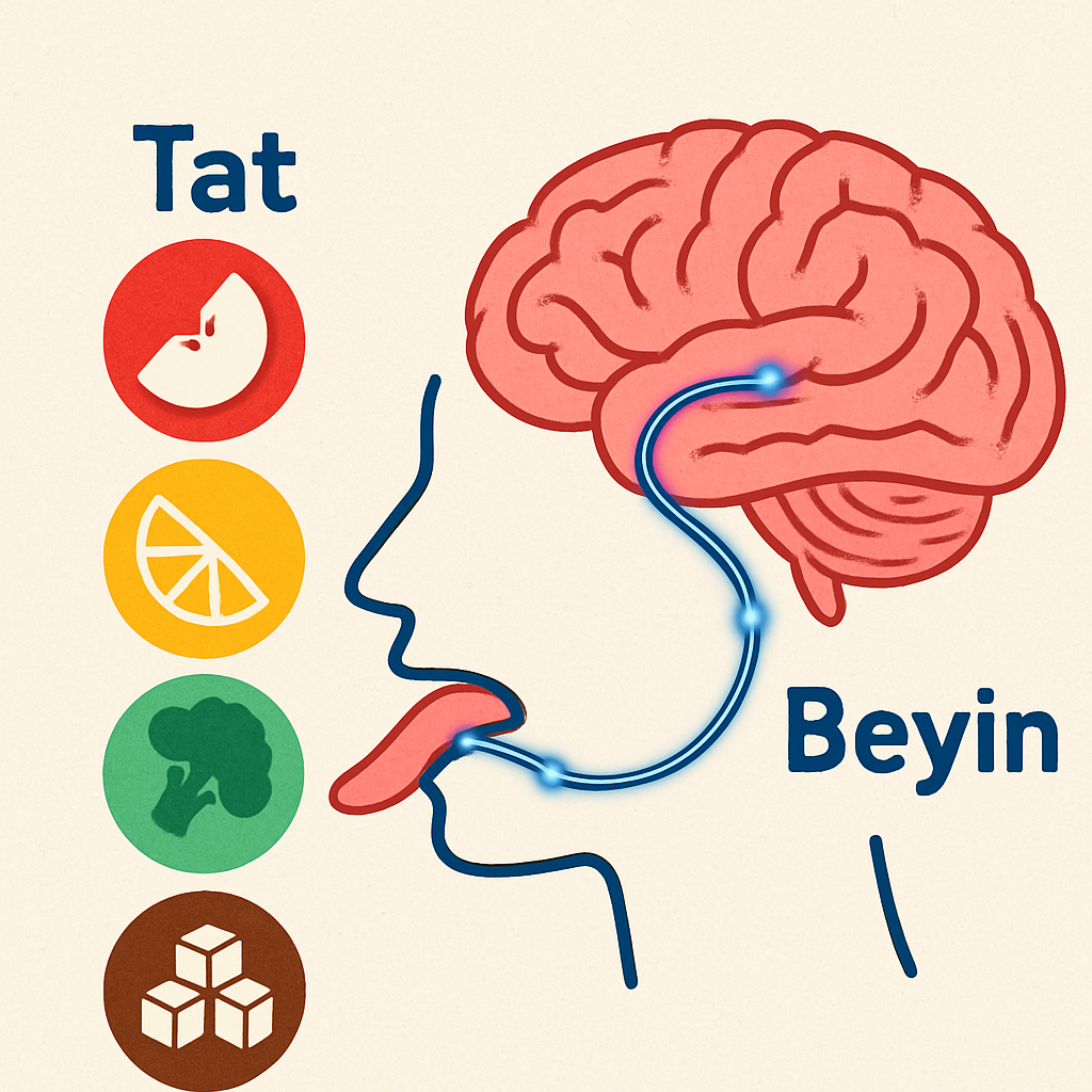 Tat algısı ve beyin bağlantısı