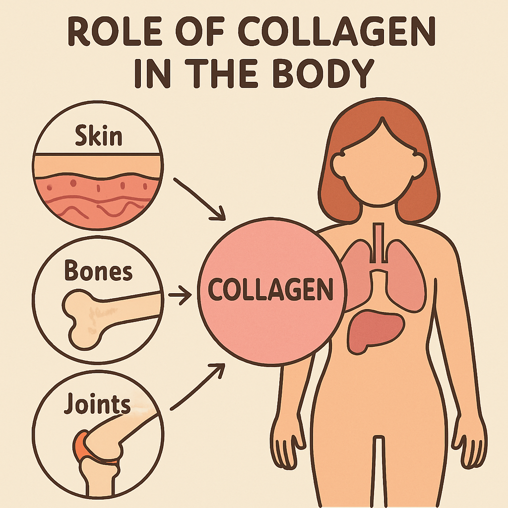 Illustration showing the role of collagen in the body