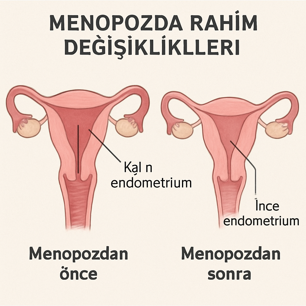 Menopozda rahim değişiklikleri