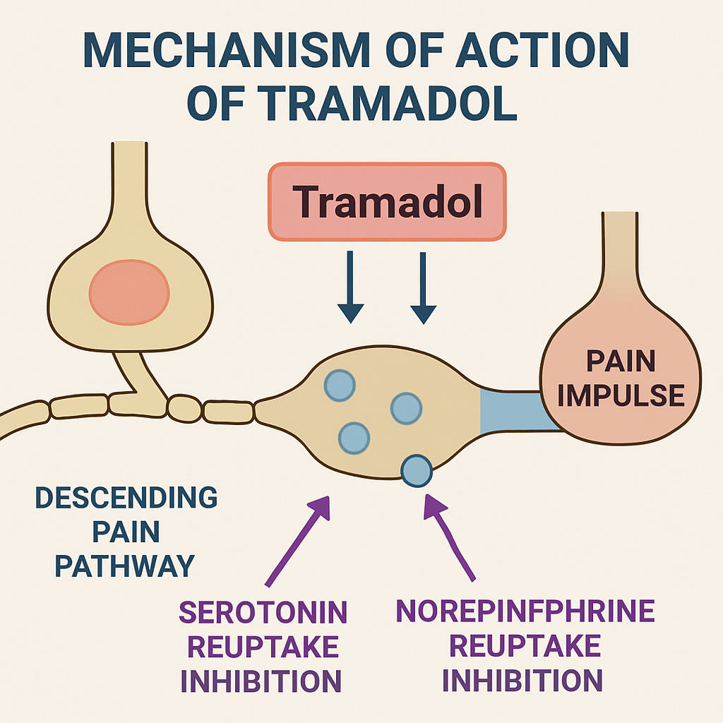 Diagram showing the mechanism of action of Tramadol