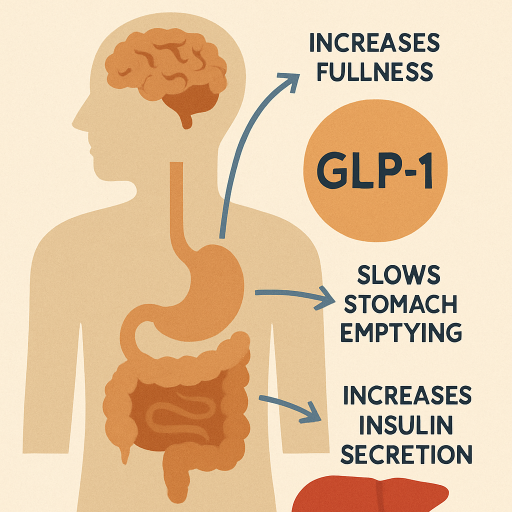 Diagram illustrating how GLP-1 therapy works in the body