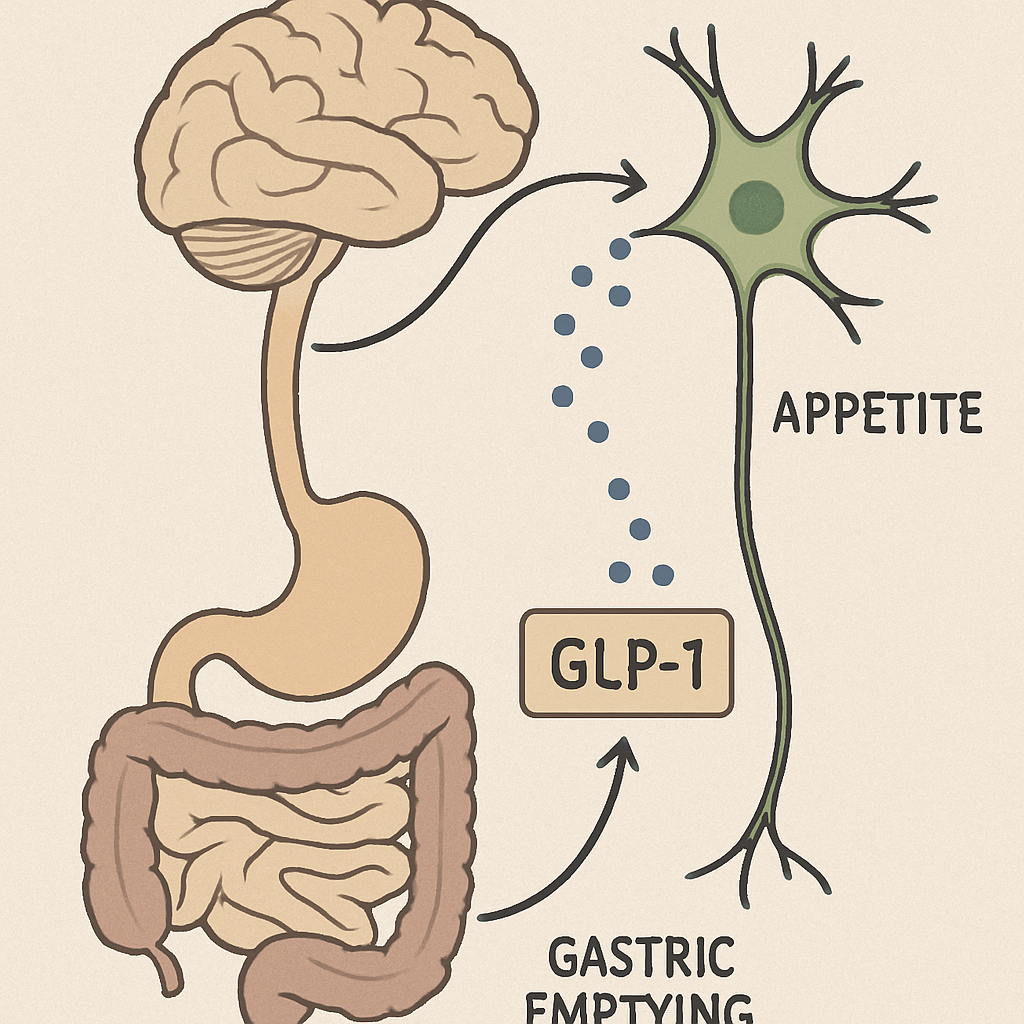Diagram showing the process of GLP-1 hormone action in the brain and digestive system.
