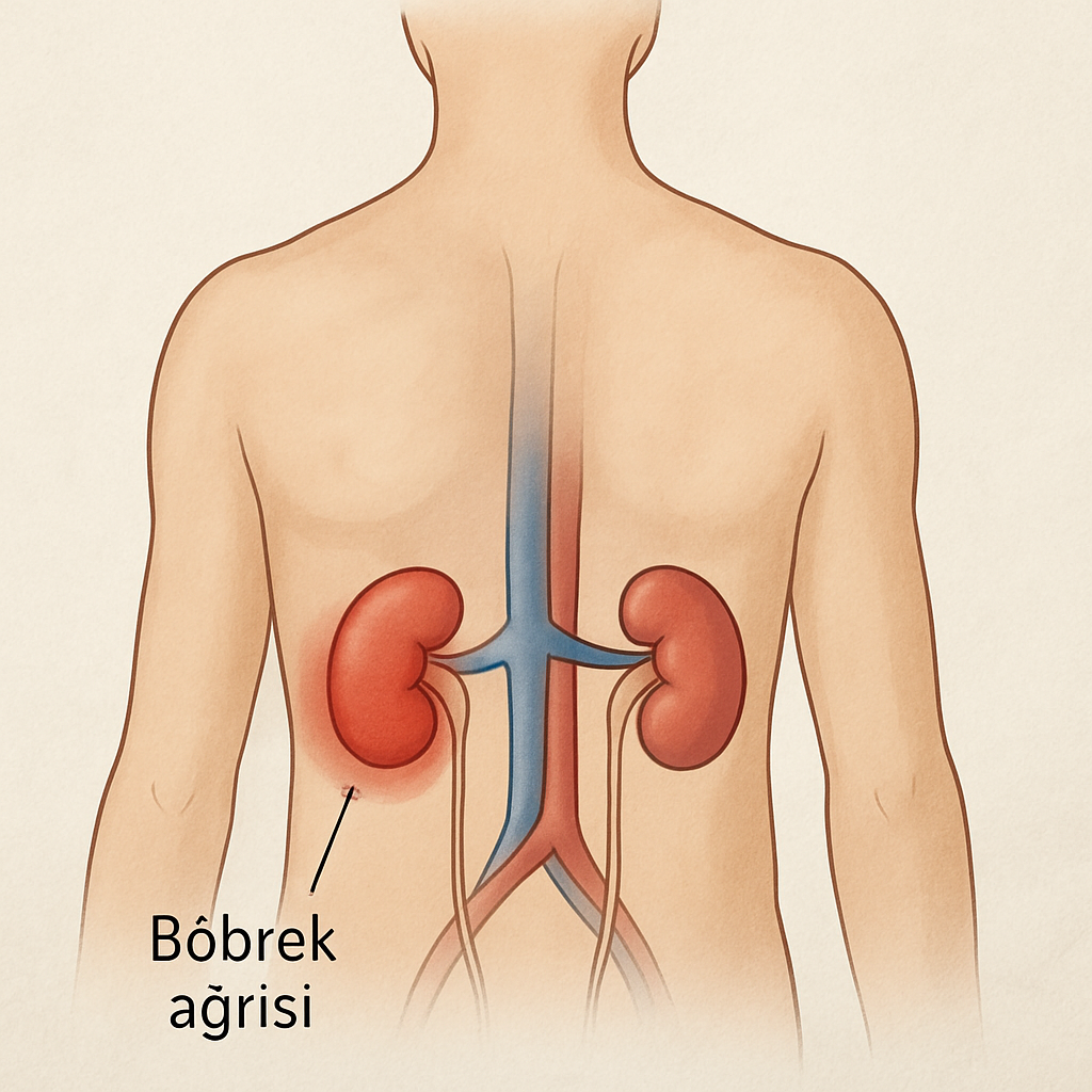 Böbrek ağrısı anatomisi
