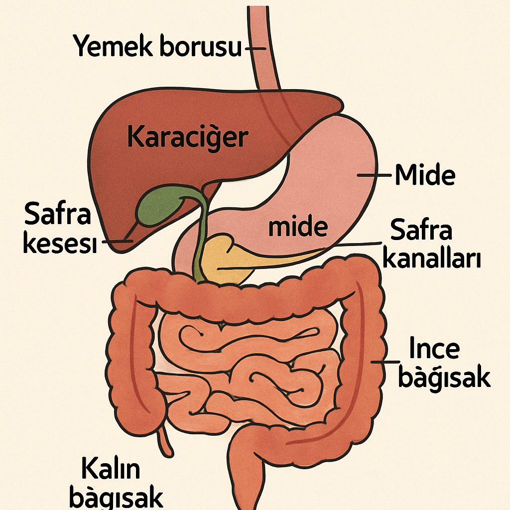Safra kesesi ve sindirim sistemi diyagramı