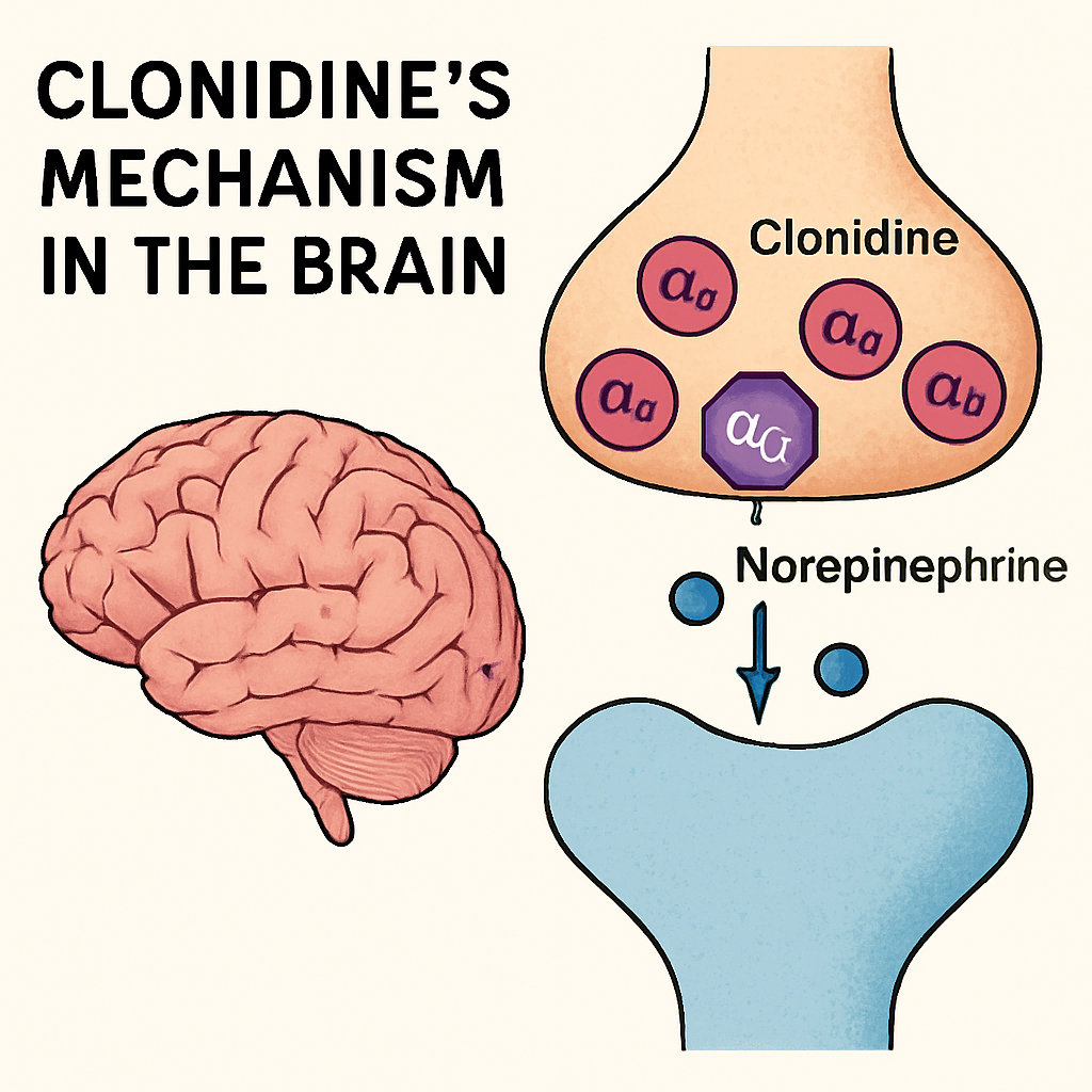 Illustration of Clonidine's Mechanism in the Brain