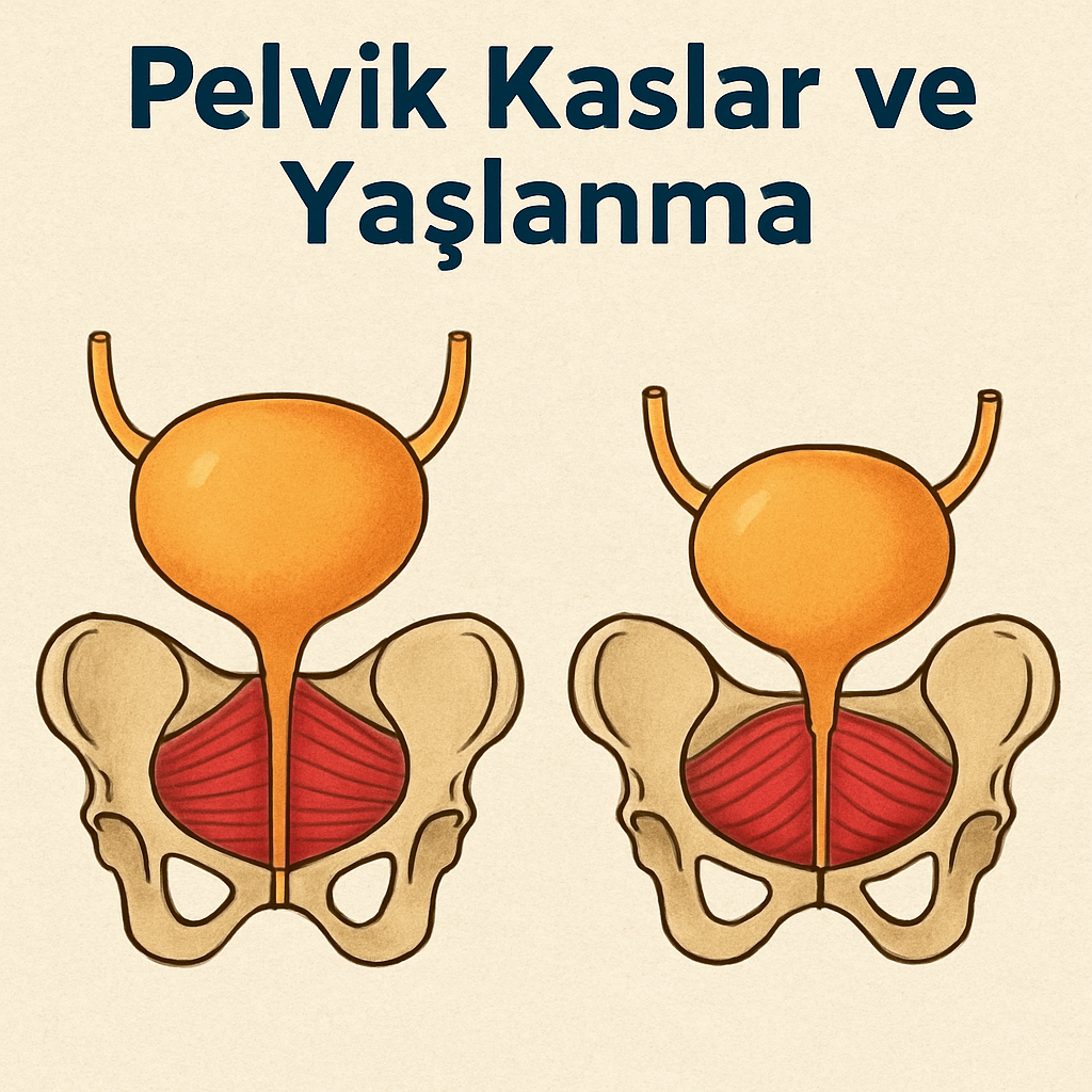 Pelvik kaslar ve yaşlanma